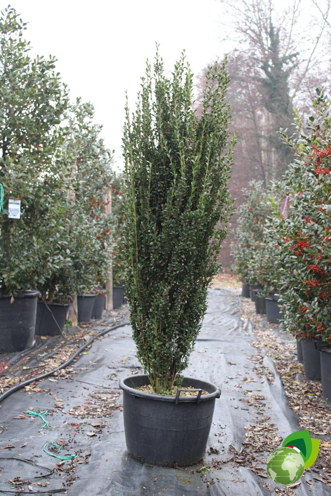 Ilex Crenata Fastigiata V.45