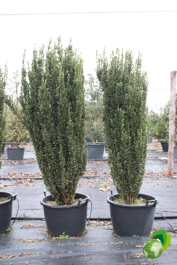 Ilex Crenata Fastigiata v.45 Effetto