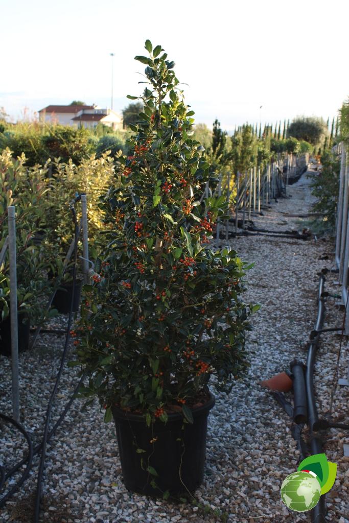 Ilex Nellie Steven A Cono