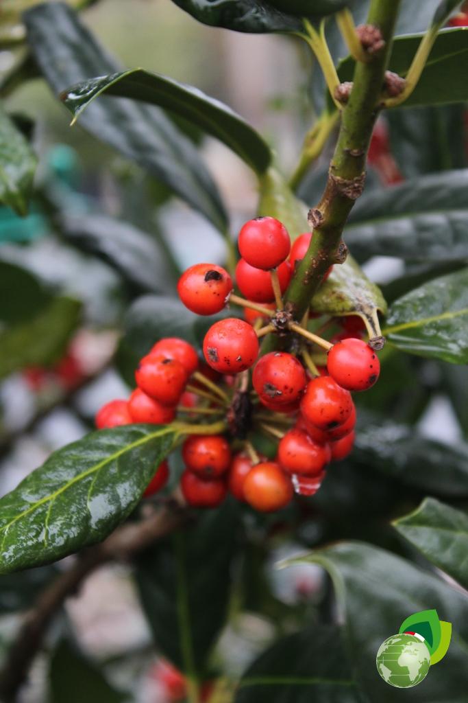 Ilex Nellie Steven V.45 Dettaglio