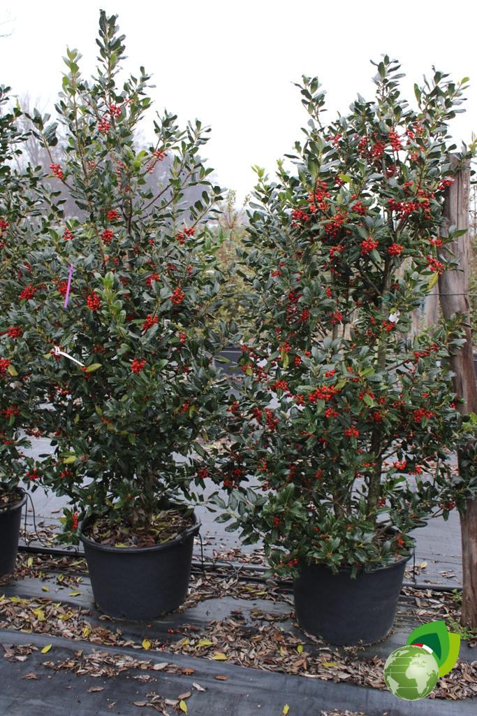 Ilex Nellie Steven V.45 Effetto