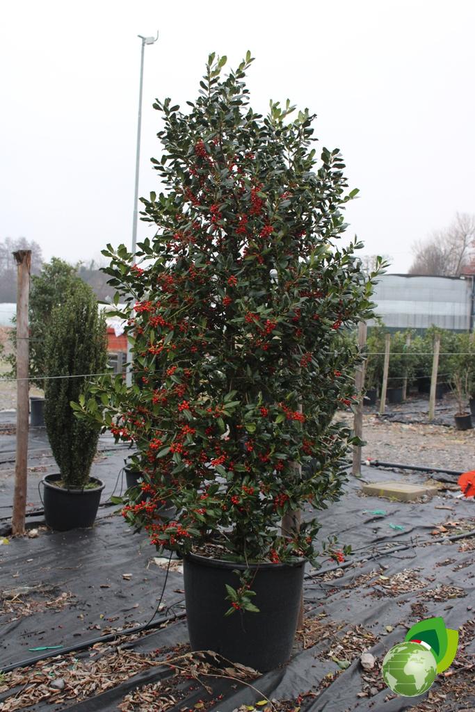 Ilex Nellie Steven V.45