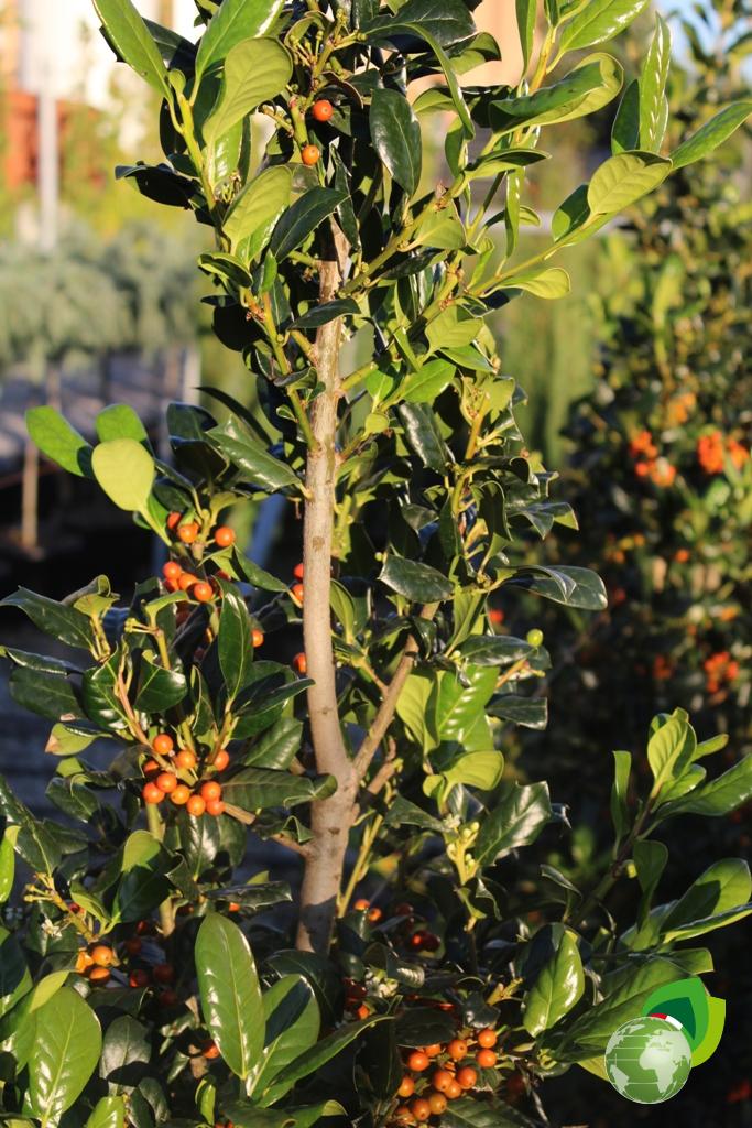 Ilex Nellie Steven a Cono Dettaglio