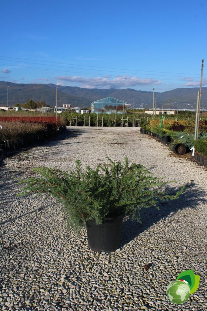 Juniperus Conferta Schlager 1