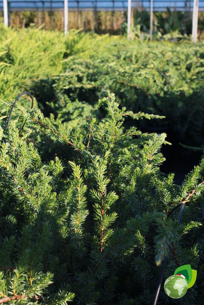 Juniperus Conferta Schlager Dettaglio