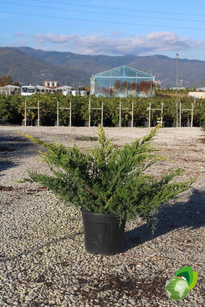 Juniperus Gold Star