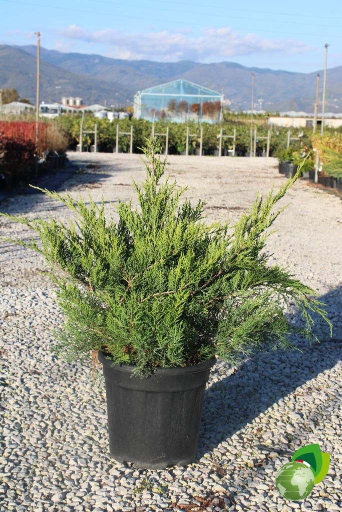 Juniperus Old Gold 1