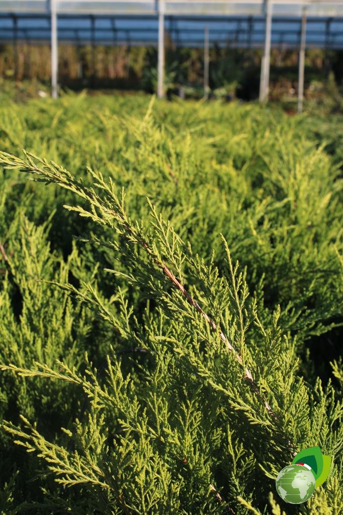 Juniperus Old Gold Dettaglio