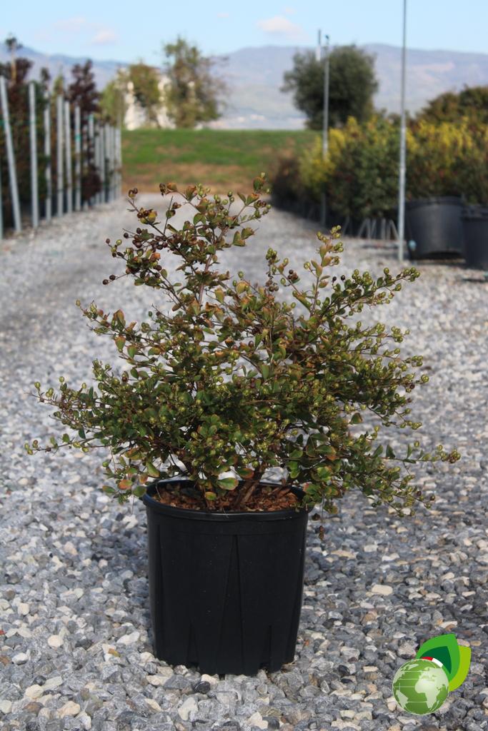 Lagestroemia Nana