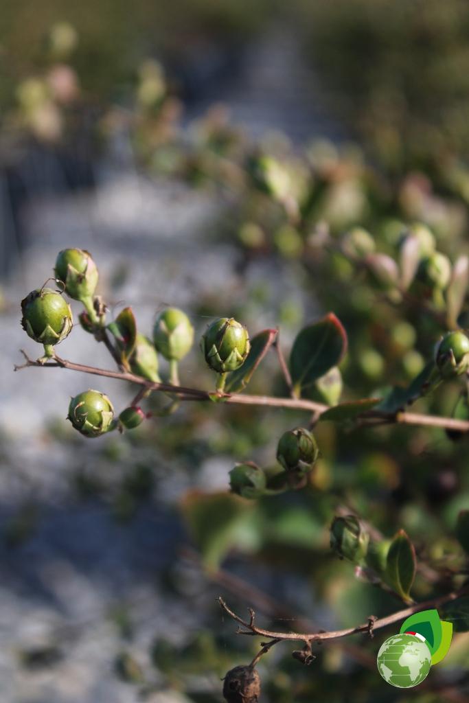 Lagestroemia Nana Dettaglio