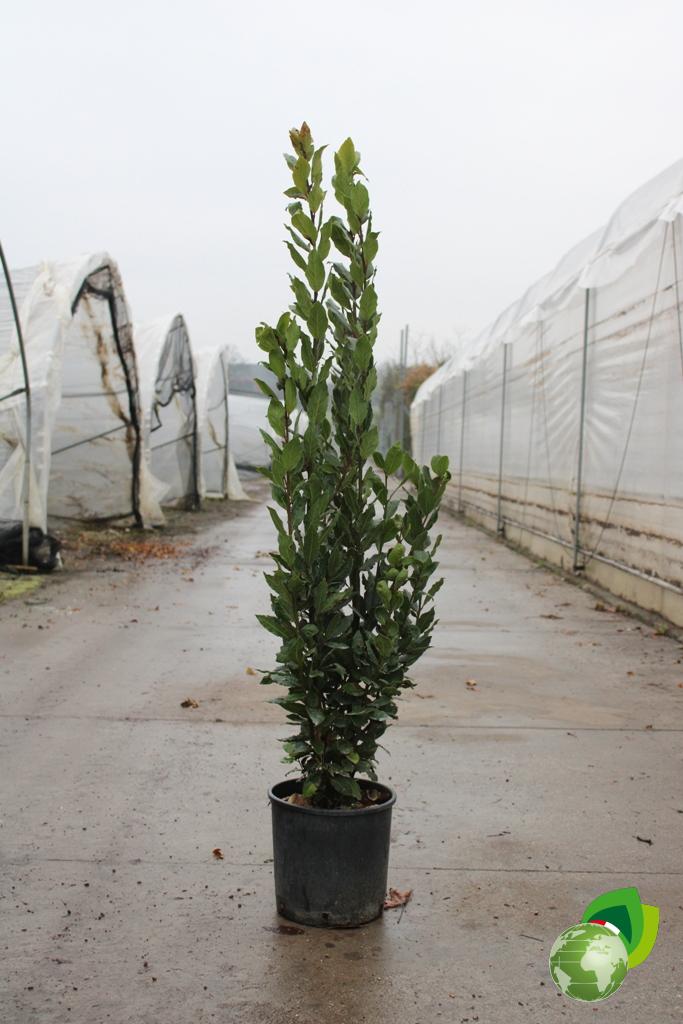 Laurus Nobilis V.26 2