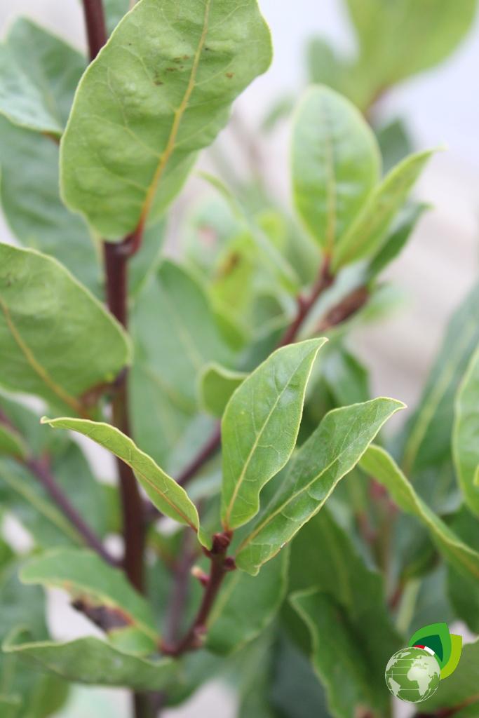 Laurus Nobilis V.26 Dettaglio 1
