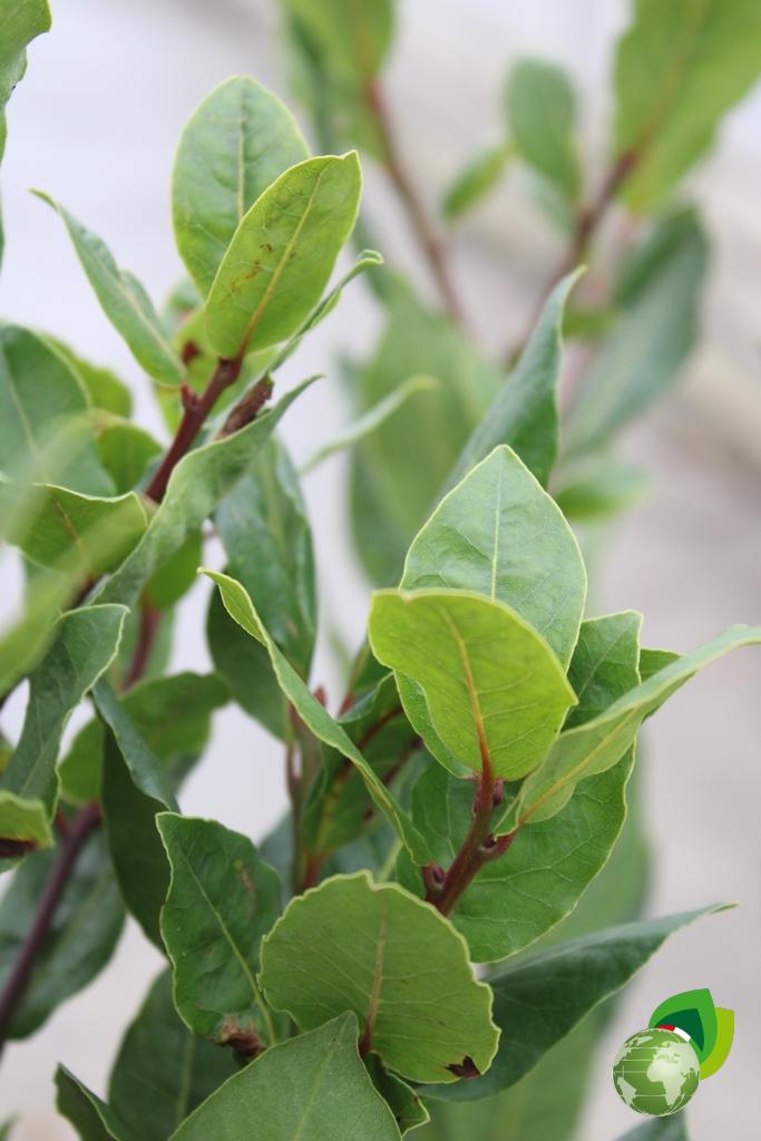 Laurus Nobilis V.26 Dettaglio