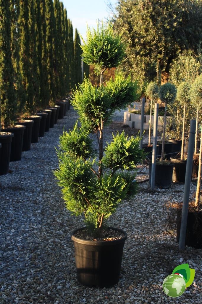 Leylandii a Pon Pon