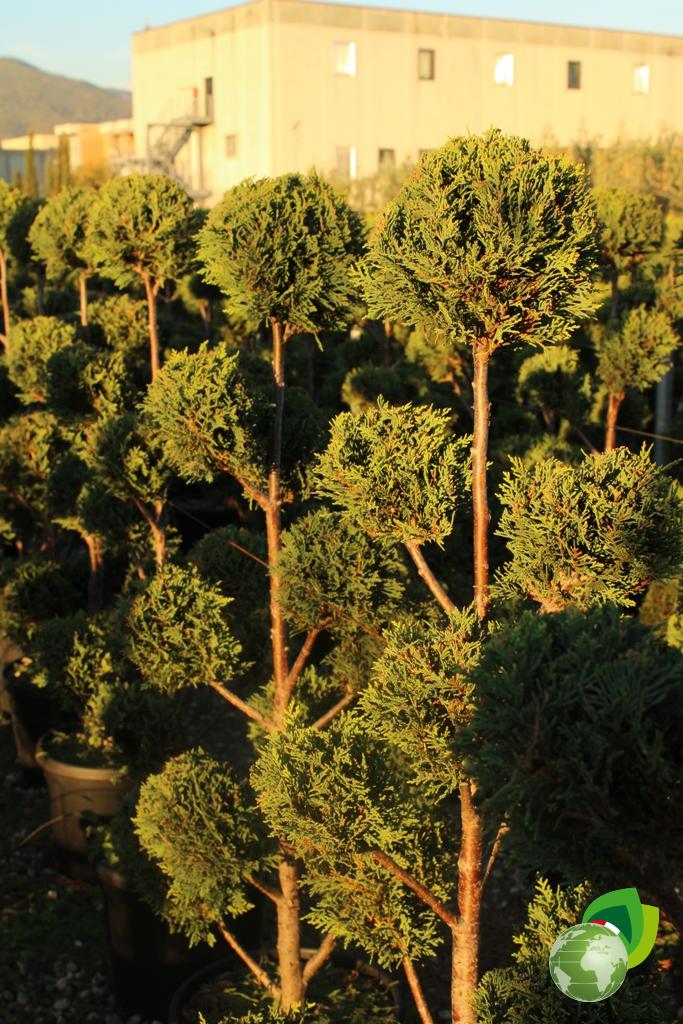 Leylandii a Pon Pon 2