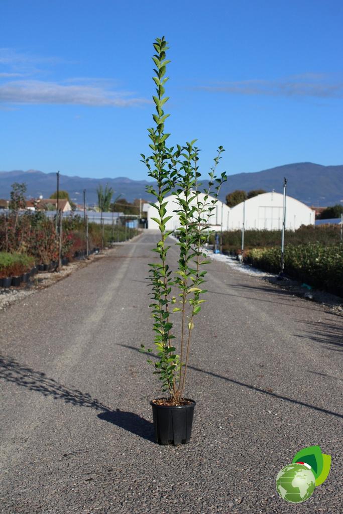 Ligustro Japonicum 1