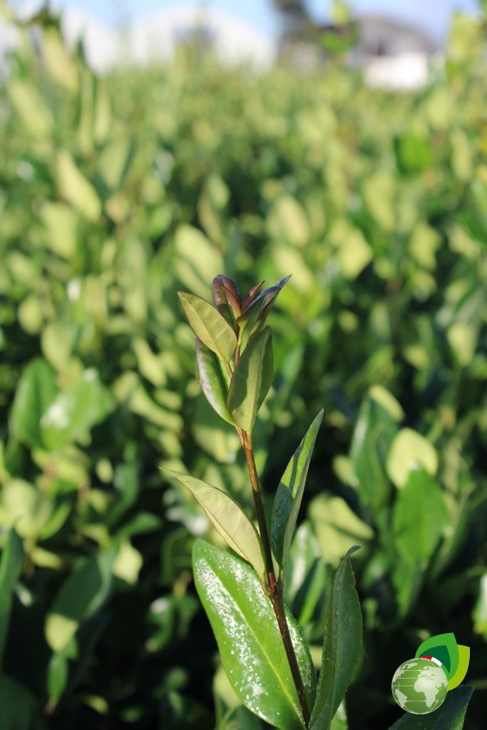Ligustrum Texanum Dettaglio 1