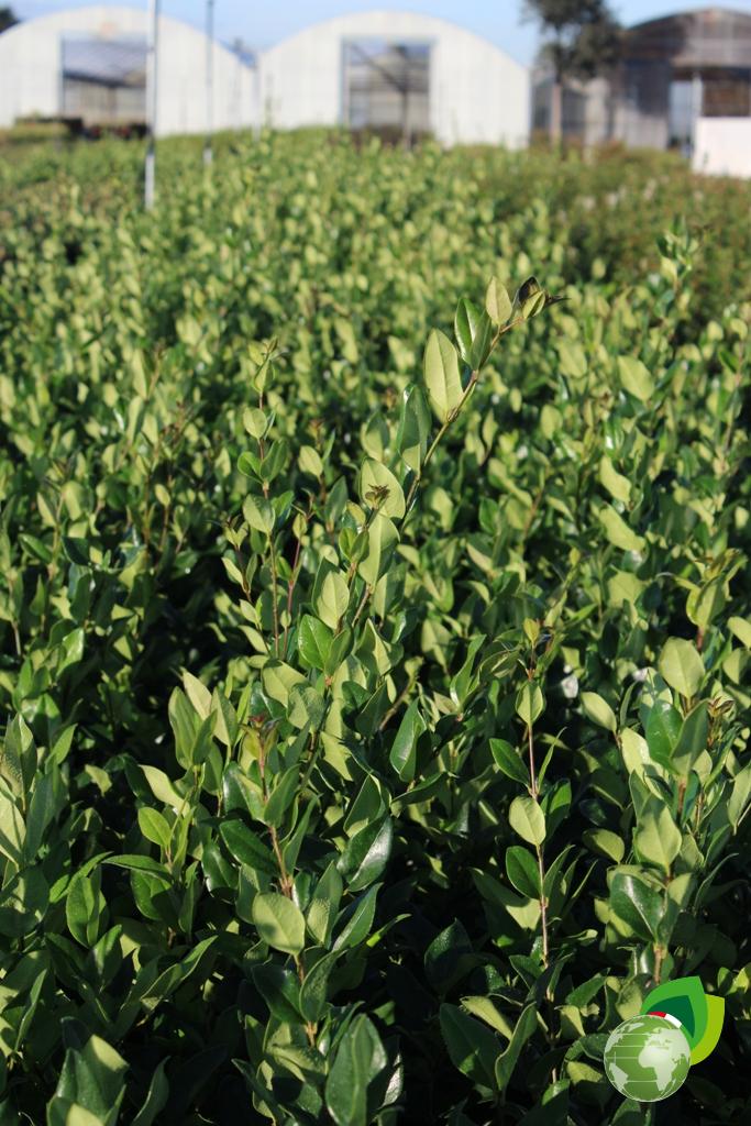 Ligustrum Texanum Effetto 1