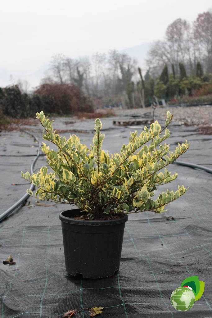 Ligustrum Texanum Silver Star V.26