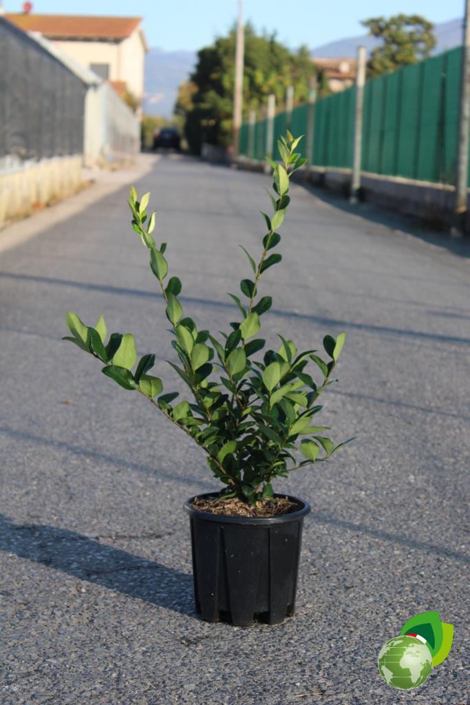 Ligustrum Texanum