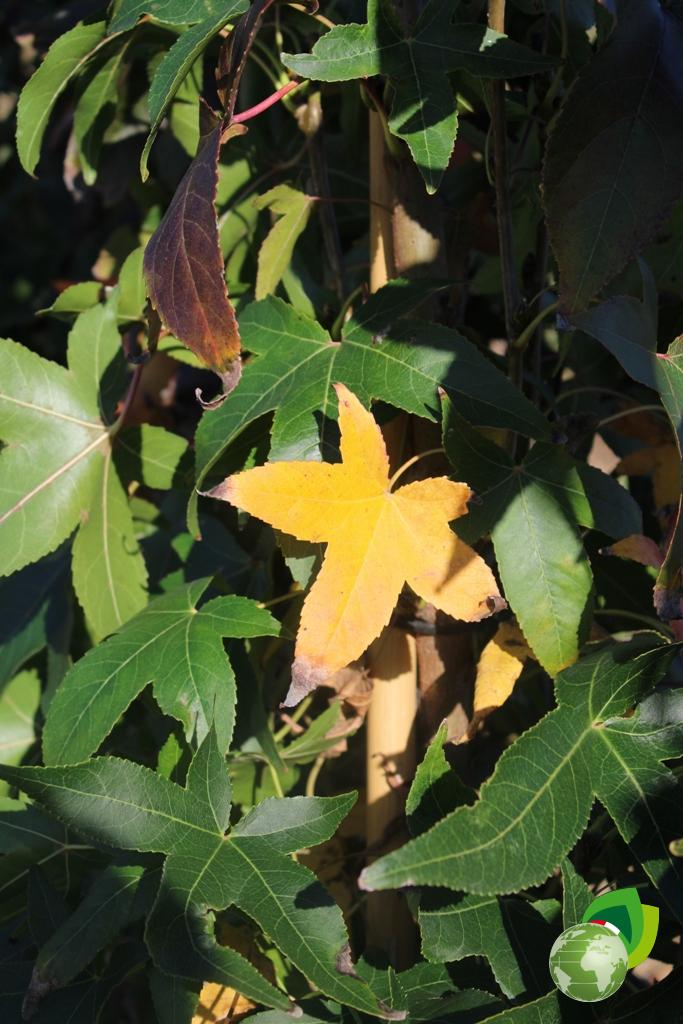 Liquidambar Styraciflua Dettaglio
