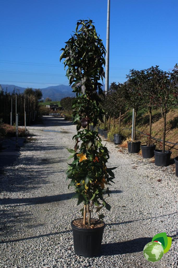Liquidambar Styraciflua