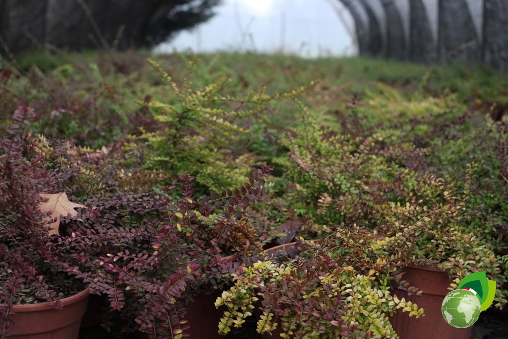 Lonicera Baggens Gold Effetto