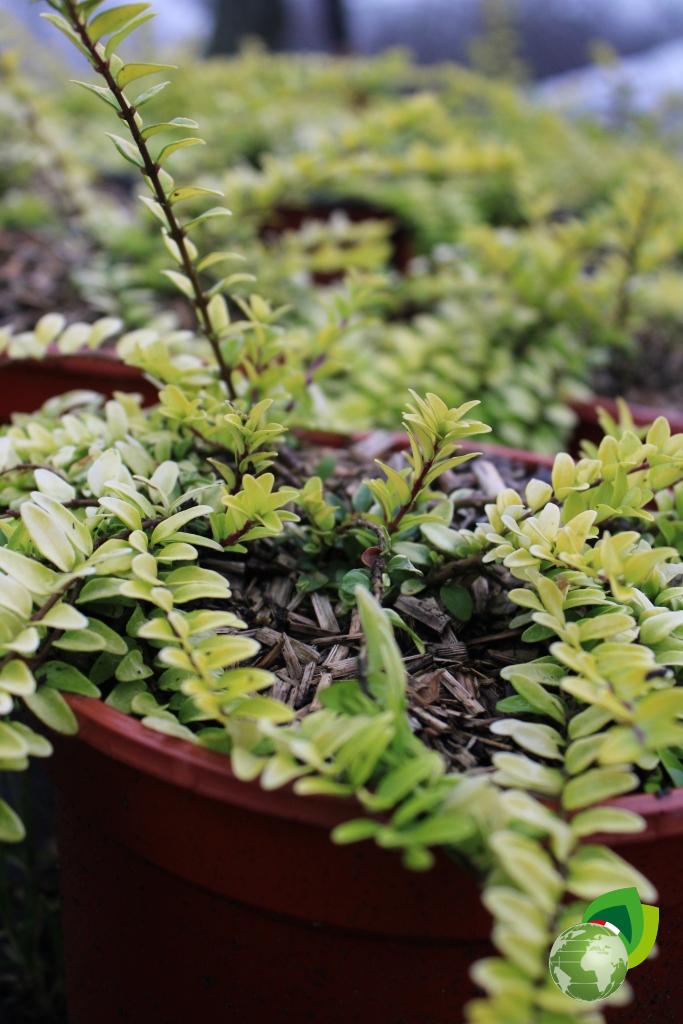 Lonicera Nitida Briloni V.18 Dettaglio