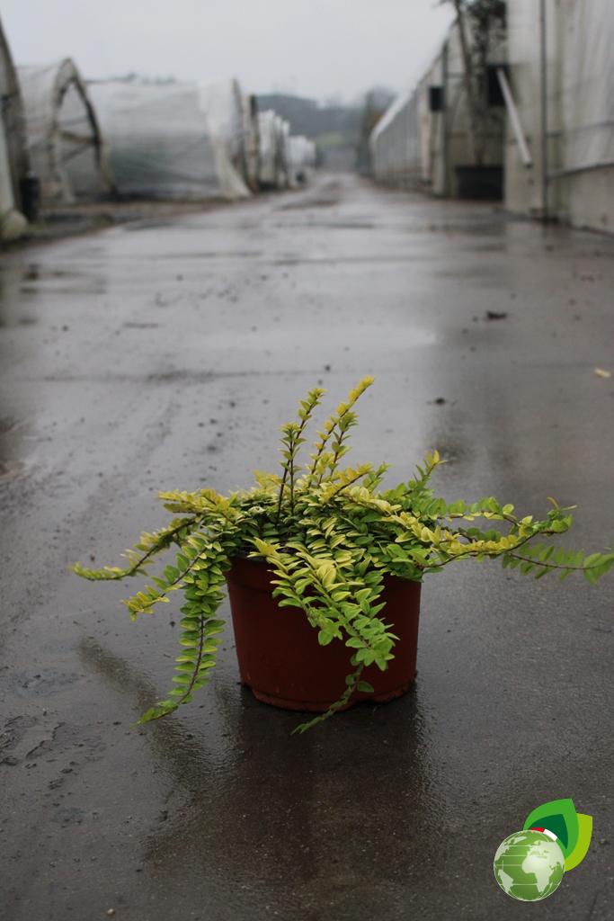 Lonicera Nitida Briloni V.18