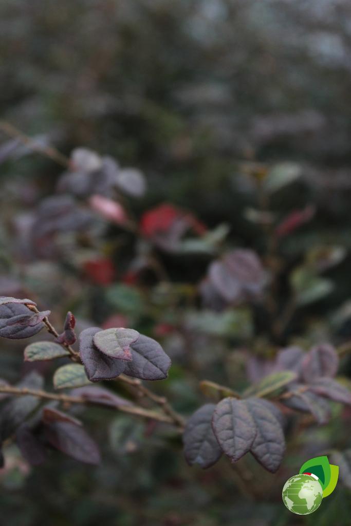 Loropetalum Chinensis V.33 Dettaglio 3