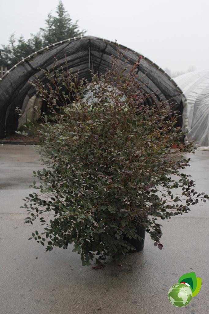 Loropetalum Chinensis v.33 3