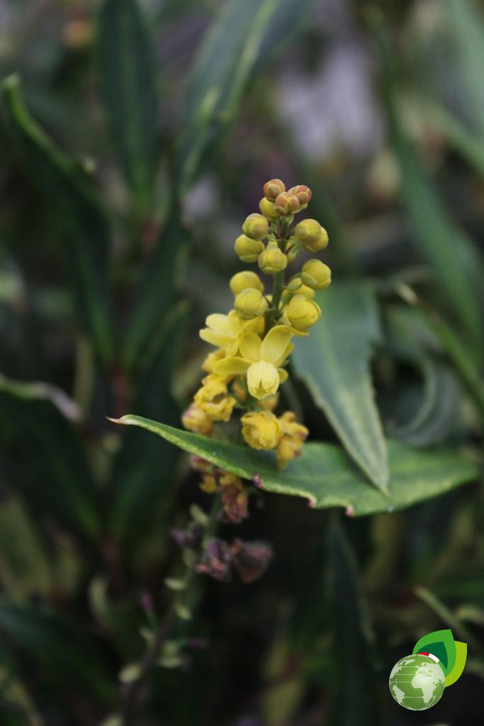 Mahonia Confusa Nari Hira V.28 Dettaglio