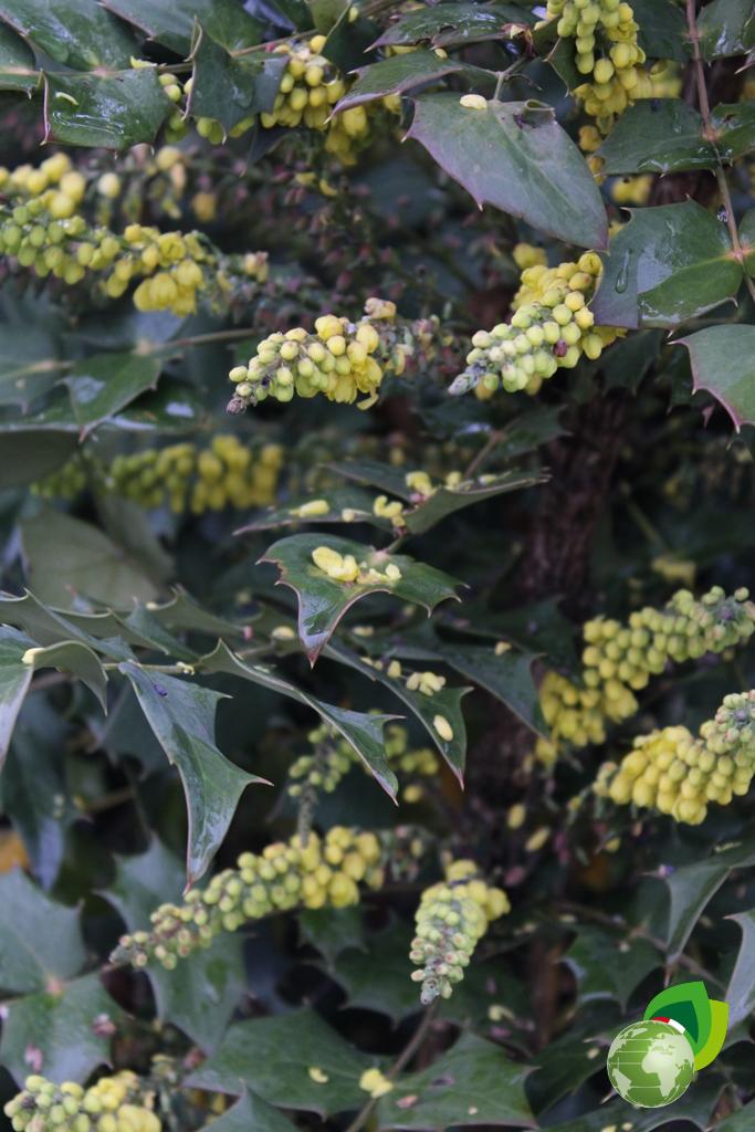 Mahonia Media Charity V.50 Dettaglio 1