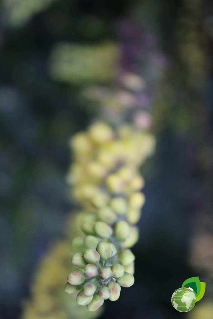 Mahonia Media Charity V.50 Dettaglio 3