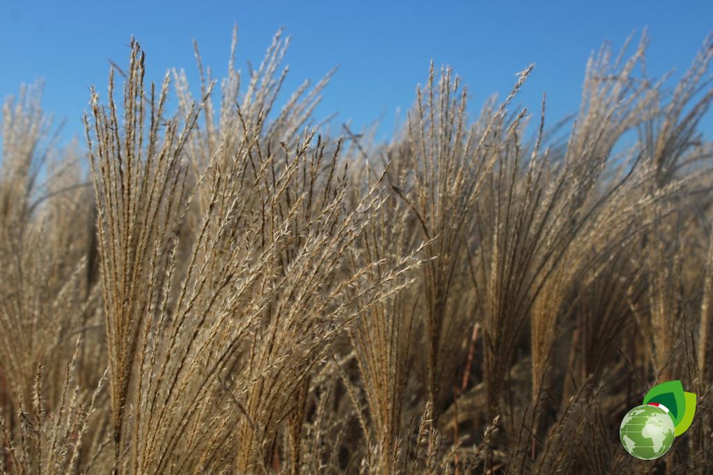 Miscanthus Etincelle Dettaglio