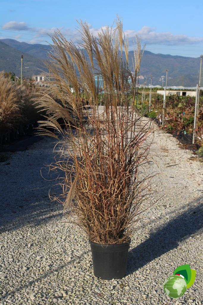 Miscanthus Etincelle