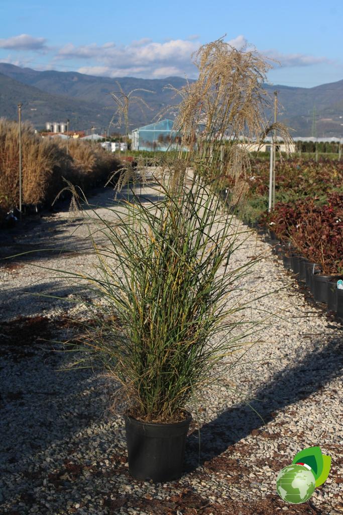 Miscanthus Grazziella