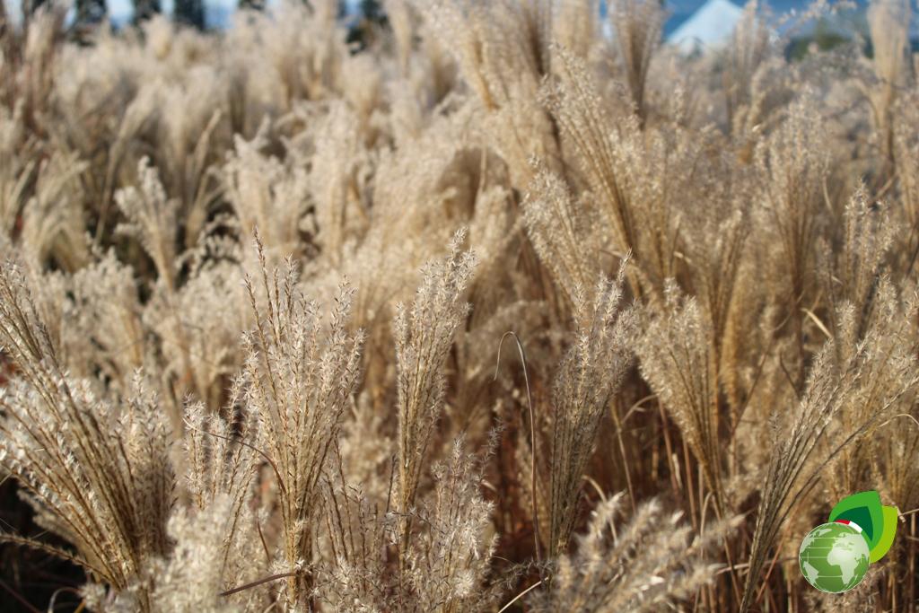 Miscanthus Morning Light Effetto
