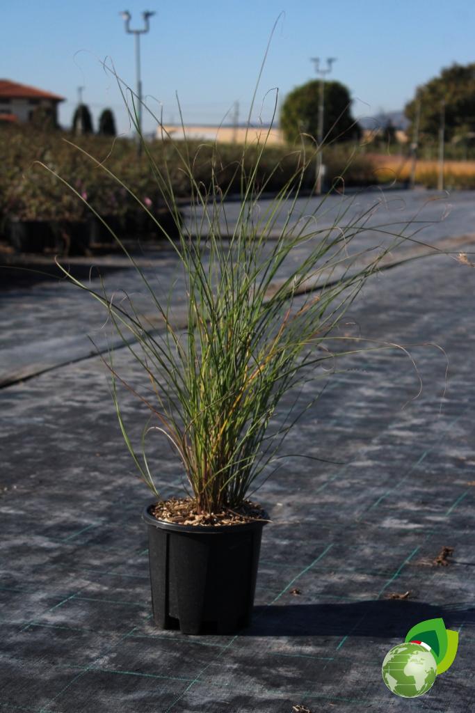 Miscanthus Sinensis Gracillimus