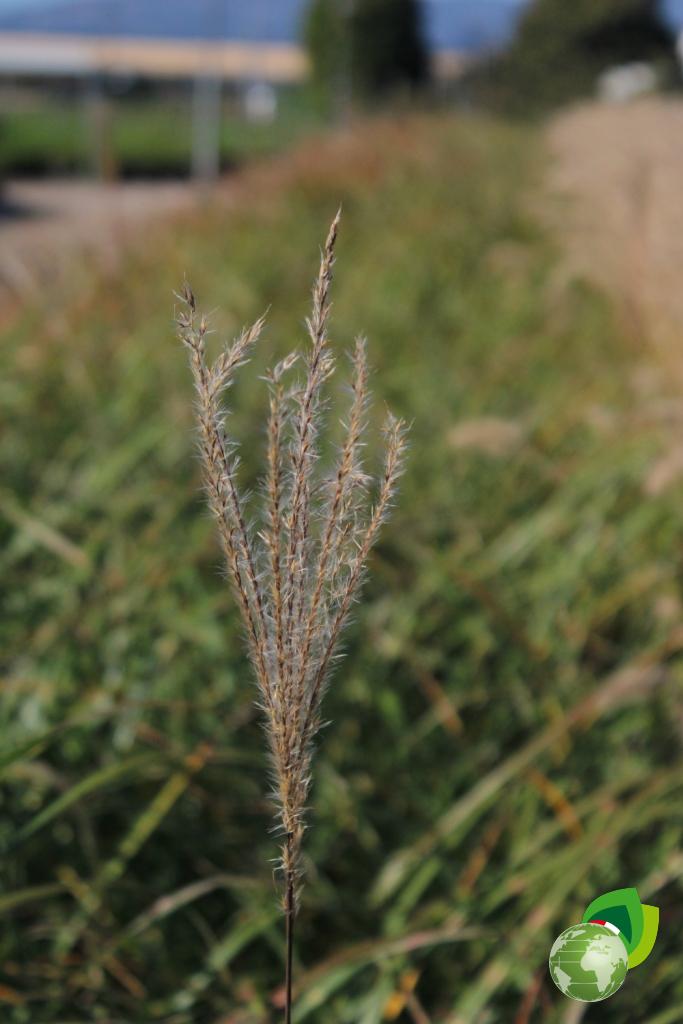 Miscanthus Sinensis