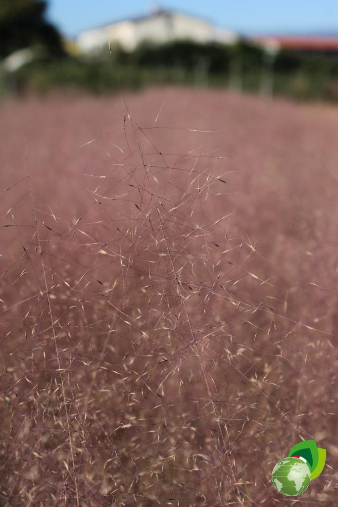 Muhlembergia Capillaris Dettaglio