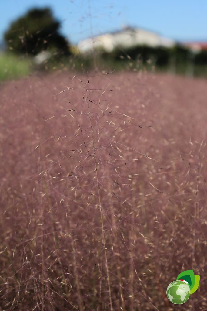Muhlembergia Capillaris Effetto