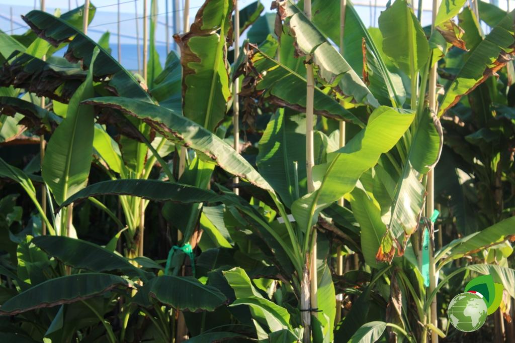 Musa Banano