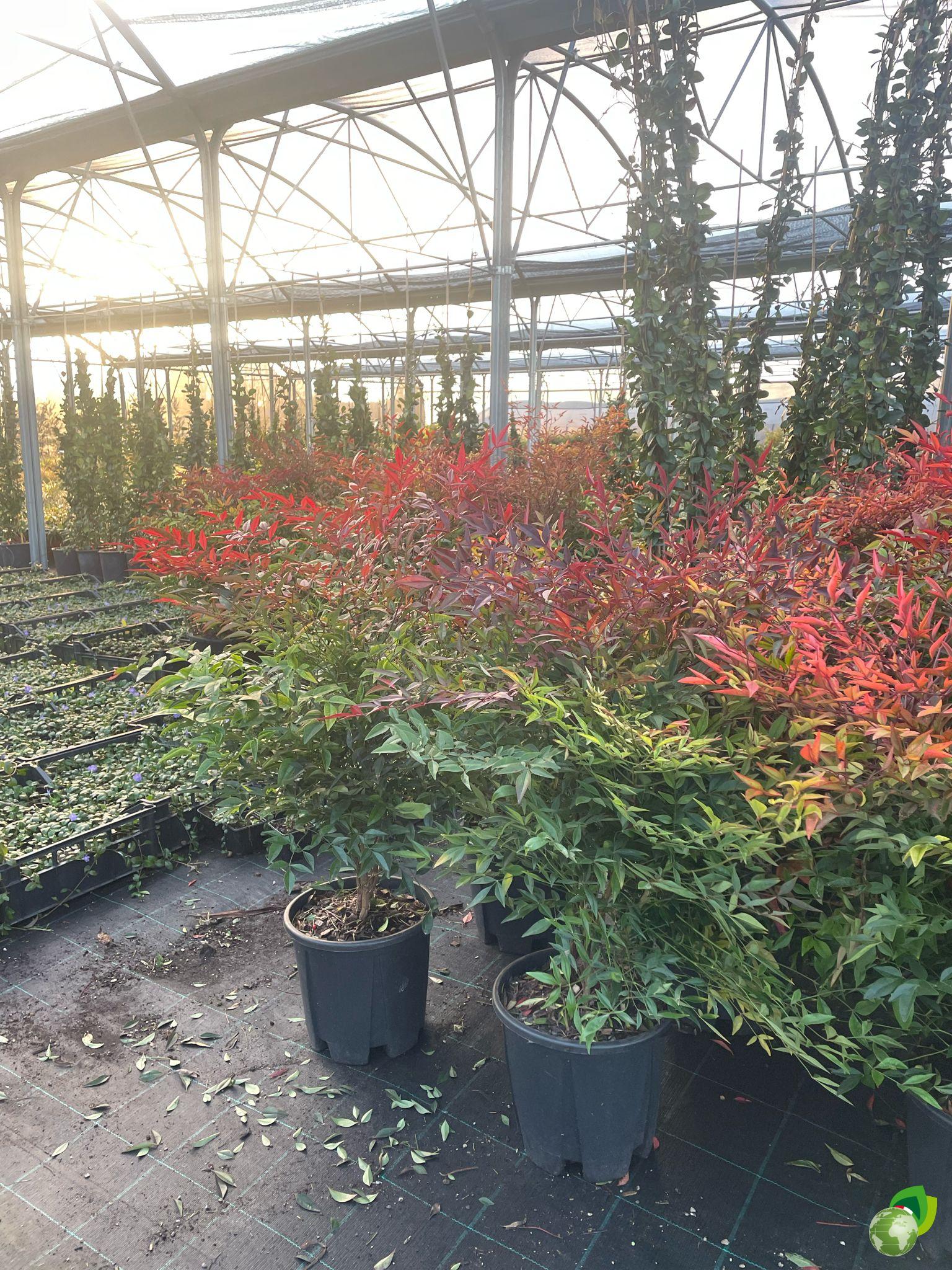 Nandina Domestica 1