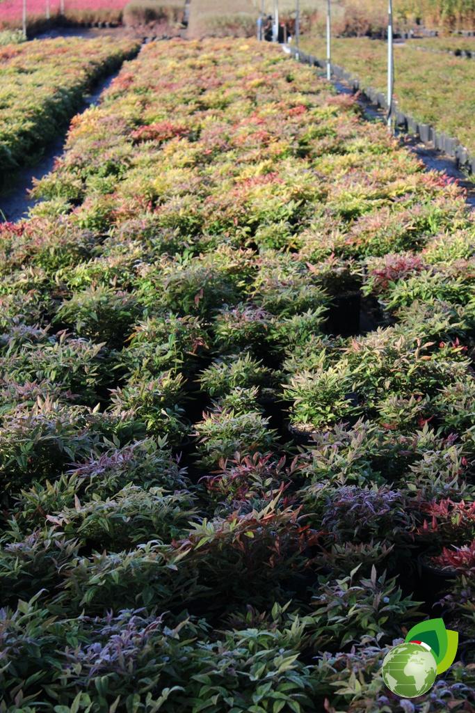Nandina Domestica Fire Power Effetto 2