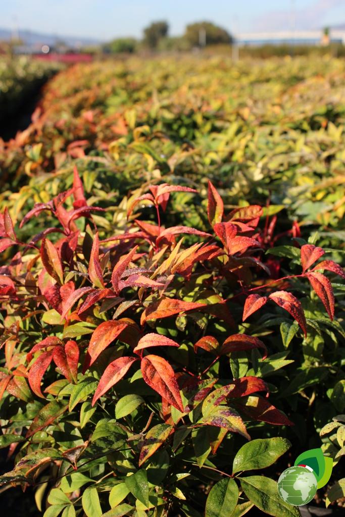 Nandina Domestica Fire Power Effetto