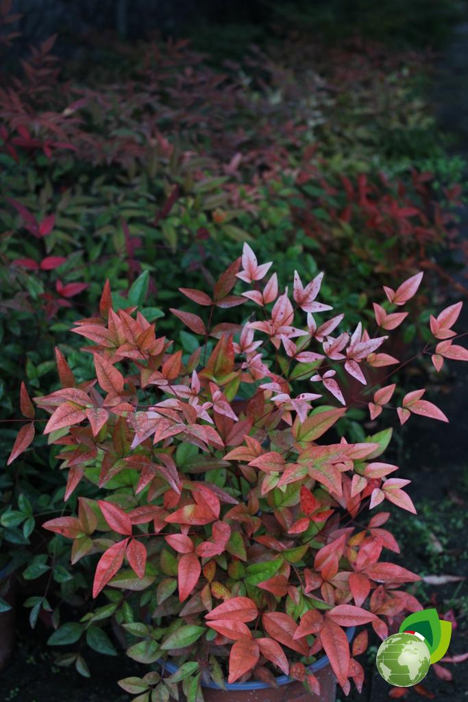 Nandina Domestica Fire Power V.19 Effetto