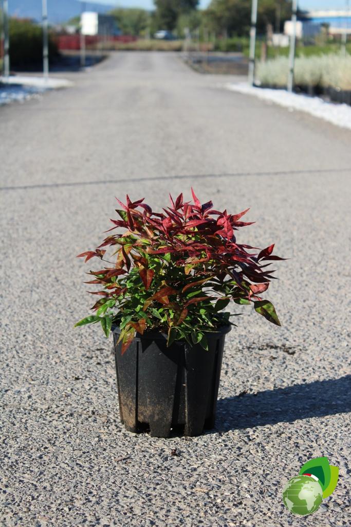 Nandina Domestica Fire Power