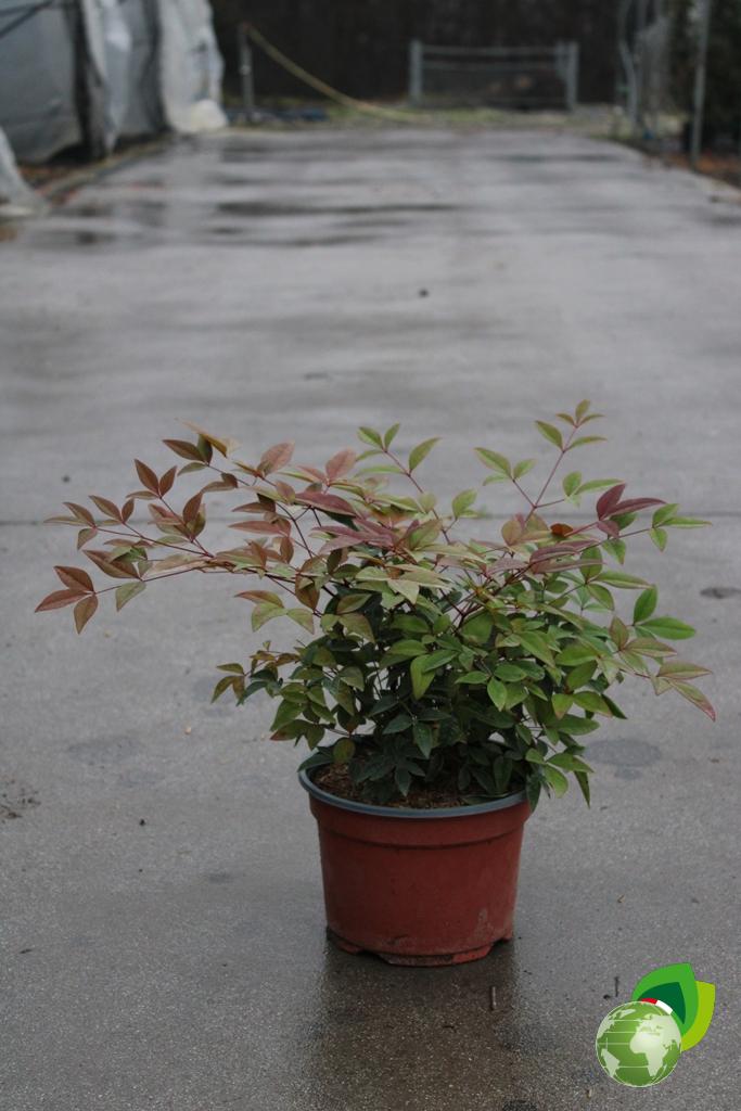 Nandina Domestica Fire power V.19