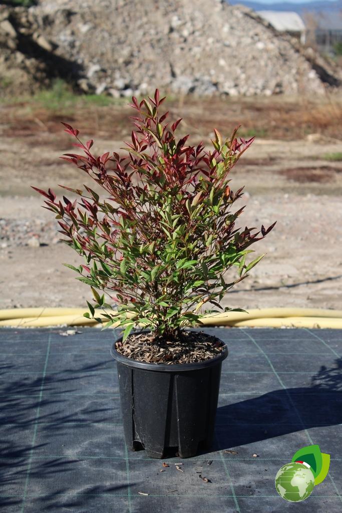 Nandina Obseseed